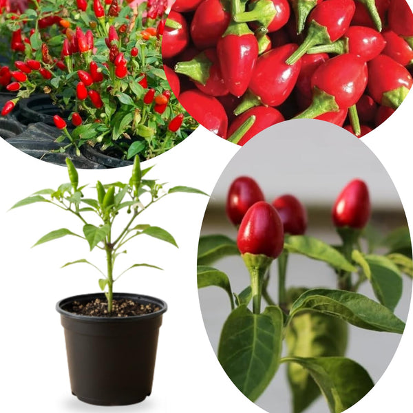 Red Chiltepin Pepper Plants Live, 4-7 Inch Tall, 4 Inch Pot