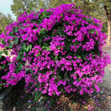 2 Purple Live Bougainvillea Plants, Outdoor Garden Plant, 4-6 Inch Tall