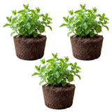 3 Peppermint Plants Live, Peppermint Herb Live Plant, 4-7 Inch Tall