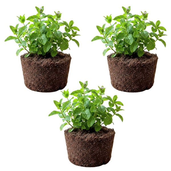 3 Peppermint Plants Live, Peppermint Herb Live Plant, 4-7 Inch Tall