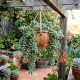 Cotyledon Pendens Succulent Plant Live, Cliff Cotyledon Plant, 2 Inch Pot