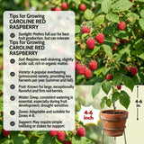 2 Caroline Red Raspberry Live Plants, Berry Bush Plant, 4-6 Inch Tall