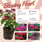 Set 3 Red Bleeding Heart White Plants Live 4-6 Inch Tall