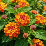 2 Bright Orange Lantana Plants Live, Lantana Flower Plant, 4-6 Inches Tall
