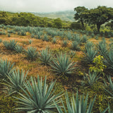Blue Agave Live Plant, Balcony Succulent Plant, 4 Inch Pot