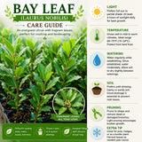 Bay Leaf Live Plant, Sweet Bay Laurel Herb, 4-6 Inch Tall