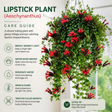 Red Lipstick Live Plant, Well-Rooted Houseplant, 2 Inch Pot