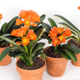 Orange Clivia Miniata Plant Live, Flower Houseplant, 6 Inch Pot