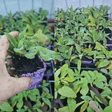 6 Pink Foxglove Live Plants, 2-6 Inch Tall, 3 Inch Pot