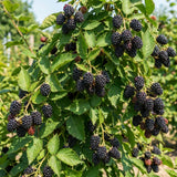 2 High Yields Black Berry Plants Live, Live Starter Plant, 4-6 Inch Tall