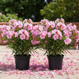 2 Pink Oleander Plants Live, Well-Rooted Starter Plant, 4-6 Inch Tall