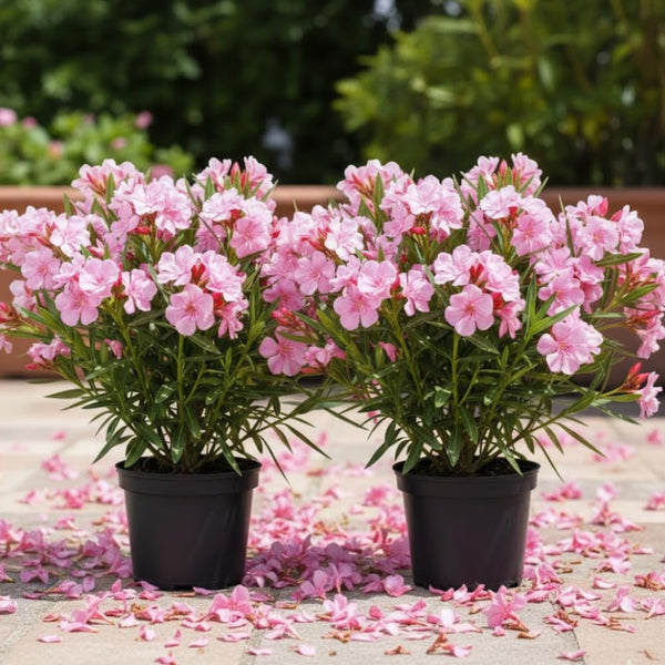 2 Pink Oleander Plants Live, Well-Rooted Starter Plant, 4-6 Inch Tall