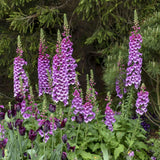 2 Purple Foxglove Live Plants, 2-6 Inch Tall, 3 Inch Pot
