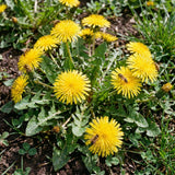 Yellow Dandelion Plant Live, Edible Herb Flower Plant, 4-7 Inch Tall