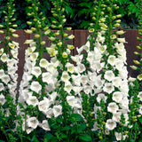 2 White Foxglove Plants Live, 2-6 Inch Tall, 3 Inch Pot