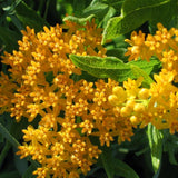 2 Yellow Milkweed Live Plants, Well-Rooted Starter Plant, 4-6 Inch Tall