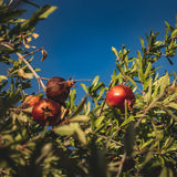Sweet Pomegranate Live Plant, Indoor Outdoor Plant, 4-7 Inch Tall