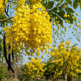 2 Yellow Cassia Plants Live, Well-Rooted Flower Tree, 4-6 Inch Tall
