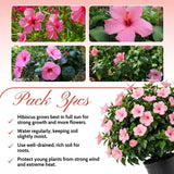 Set 3 Pink Hibiscus Live Plant, Vibrant Pink Hibiscus Plant 4–6" Tall