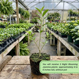 3 Jasmine Live Plants, Night Blooming Jasmine Plants, 4-6 Inch Tall