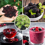 2 Navaho Thornless Blackberries Plant Live, Sweet Fruit, 4-7 Inch Tall