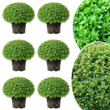 Combo 6 Greek Basil Plant Live 3-5 Inch Tall