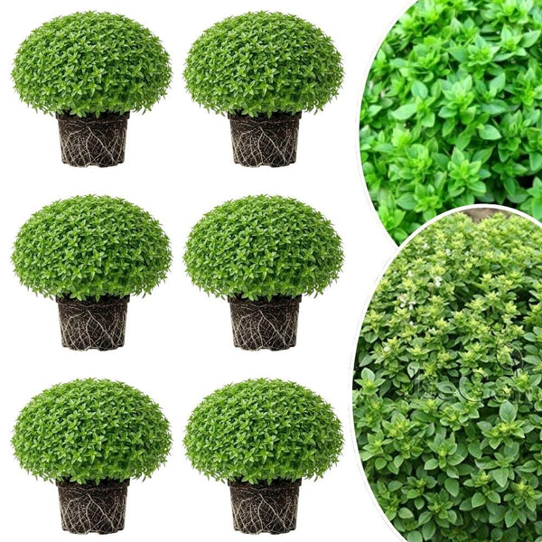 Combo 6 Greek Basil Plant Live 3-5 Inch Tall