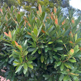 2 Sweet Live Bay Leaf Plants, Live Starter Plant, 4-6 Inch Tall