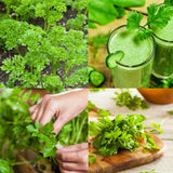 Parsley Live Plant, Well-Rooted Herb Plant, 4-7 Inch Tall