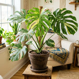Variegated Monstera Plant, Constellation Monstera, 4-6 Inch Tall