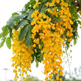 2 Yellow Cassia Plants Live, Well-Rooted Flower Tree, 4-6 Inch Tall