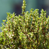 2 Thyme Live Plants, Home Garden Plant, 4-6 Inch Tall