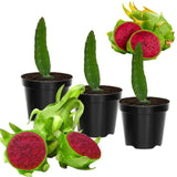 3 Purple Dragonfruit Live Plants, 3-6 Inch Tall