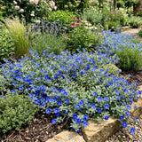 3 Evolvulus Blue Daze Live Plant, Starter Plant, 4-6 Inch Tall