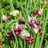 2 Walking Onion Seeds for Planting