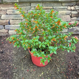 2 Orange Yellow Cuphea Live Plants, 4-6 Inch Tall