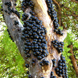 Black Jaboticaba Tree Plant Live, Well-Rooted Fruit Tree, 1 Ft Tall