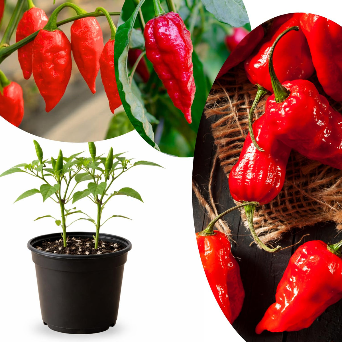 Red Ghost Pepper Bhut Jolokia Live Plant, 4-7 Inch Tall, 4 Inch Pot