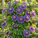 2 Purple Passion Flower Live Plants, Home Garden Plant, 4-7 Inch Tall