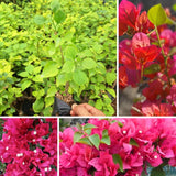 2 Pink Bougainvillea Live Plants, Indoor Outdoor Plant, 4-6 Inch Tall