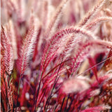3 Red Fountain Grass Live Plants, 4–6 Inch Tall, No Pot, Ornamental Grass for Garden Borders and Outdoor Growing
