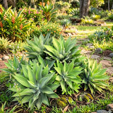 Attenuata Agave Live Plant, Warm Climate Succulent, 4 Inch Pot