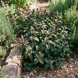 Chocolate Mint Live Plant, Kitchen Herb Garden Plant, 3.5 Inch Pot