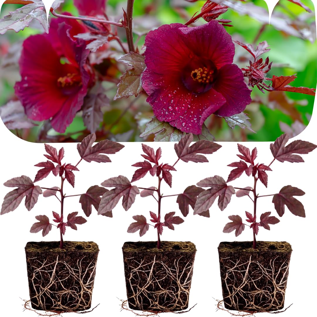3 Cranberry Hibiscus Live Plants, Home Garden Plant, 4-6 Inch Tall
