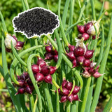 2 Walking Onion Seeds for Planting