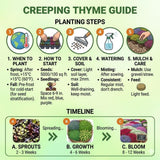 7000 Live Mix Creeping Thyme Seeds, Seeds for Home Garden