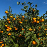 Grafted Satsuma Citrus Tree, Mandarin Orange TRE, 2-3 Ft Tall