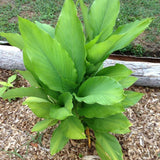 Yellow Turmeric Roots for Growing