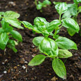 Sweet Basil Plant Live, Kitchen Garden Herb, 4 Inch Pot
