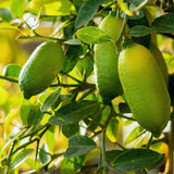 Green Finger Lime Tree Live Plant, Home Garden Plant, 1 Gallon Pot